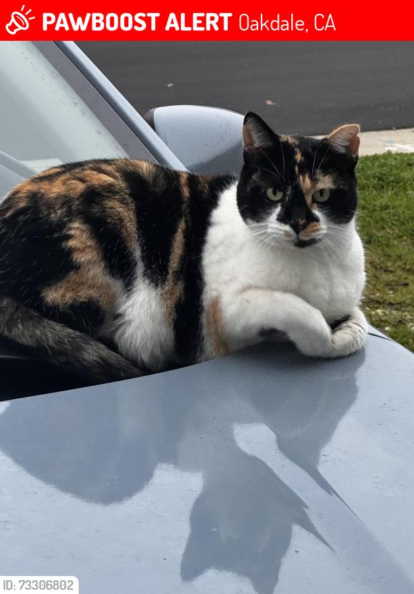 Lost Female Cat last seen Sonora Tires, Dollar General, Church, Oakdale, CA 95361