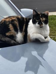 Lost Female Cat last seen Sonora Tires, Dollar General, Church, Oakdale, CA 95361
