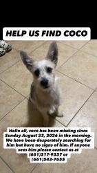 Lost Male Dog last seen Dr Martin Luther king jr blvd, Bakersfield, CA 93307
