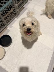 Found/Stray Male Dog last seen Millican Grove Subdivision, Converse, TX 78109