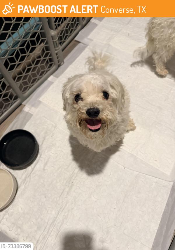 Found/Stray Male Dog last seen Millican Grove Subdivision, Converse, TX 78109