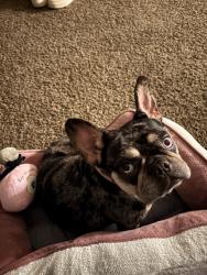 Found/Stray Female Dog last seen Holly hall, Houston, TX 77054