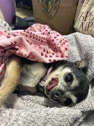 Reunited Female Dog last seen 62nd Street and Shattuck Ave, Oakland, CA 94609