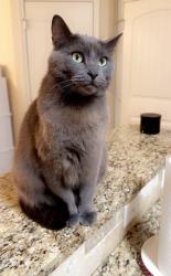 Lost Male Cat last seen Pinebrook pl and leota st behind jalapeno tree, Longview, TX 75601