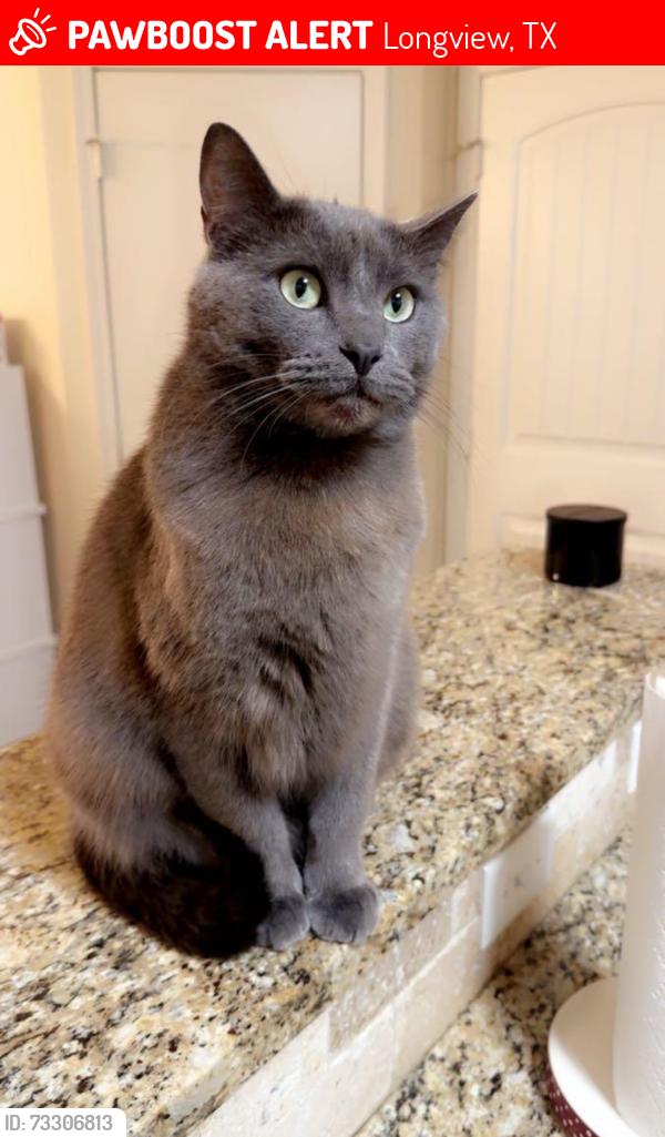 Lost Male Cat last seen Pinebrook pl and leota st behind jalapeno tree, Longview, TX 75601
