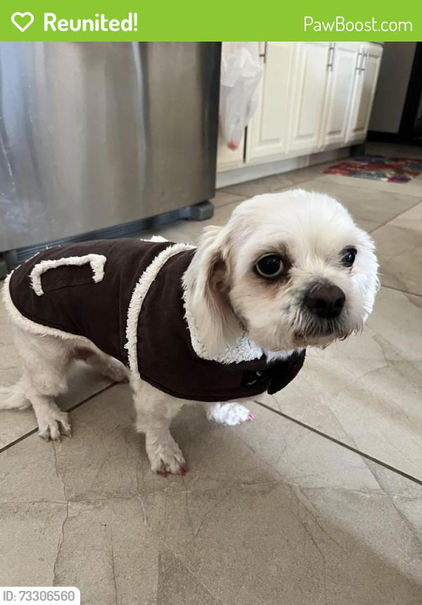 Reunited Female Dog last seen Freddy /bicentennial, McAllen, TX 78504