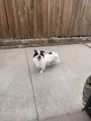 Reunited Male Dog last seen Coit Rd and Emily Rd, Dallas, TX 75240