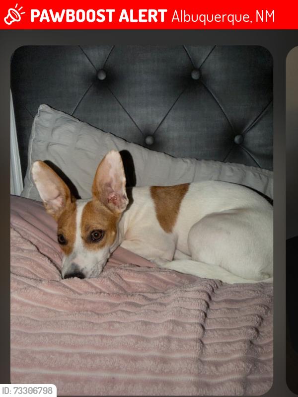 Lost Female Dog last seen 98th and Gibson, Albuquerque, NM 87121