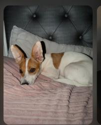 Lost Female Dog last seen 98th and Gibson, Albuquerque, NM 87121