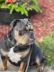 Reunited Female Dog last seen Warburton rd, Victoria, TX 77905