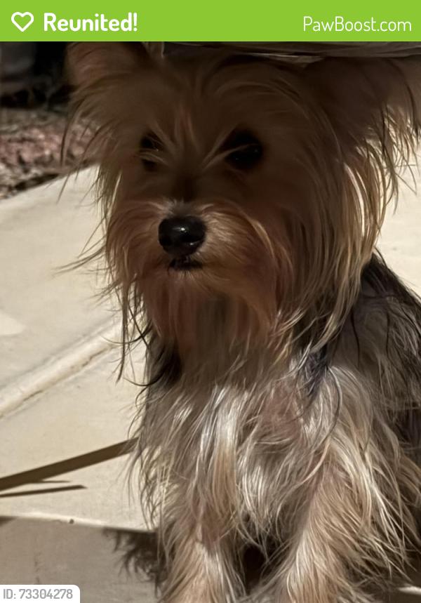 Reunited Female Dog last seen Sherman st and tuthill, Buckeye, AZ 85326