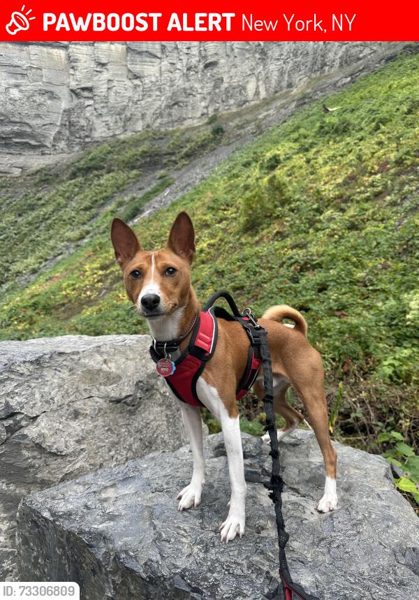 Lost Male Dog last seen Inwood, Broadway and Isham, New York, NY 10034