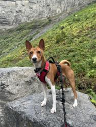Lost Male Dog last seen Inwood, Broadway and Isham, New York, NY 10034