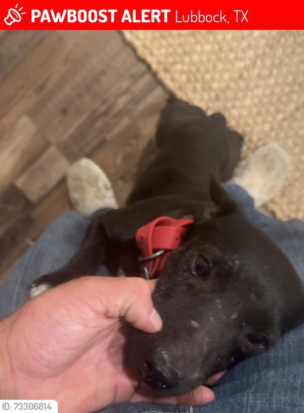 Lost Male Dog last seen Corner of 14th and Bangor, Lubbock, TX 79416