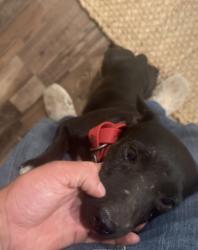 Lost Male Dog last seen Corner of 14th and Bangor, Lubbock, TX 79416