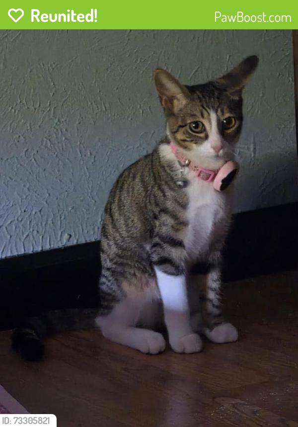 Reunited Female Cat last seen Woodfield rd & Patino rd, Fort Worth, TX 76112