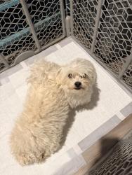 Found/Stray Female Dog last seen Millican Grove Subdivision, Converse, TX 78109