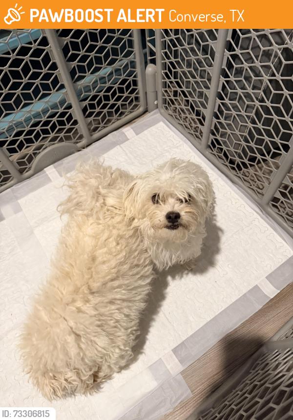 Found/Stray Female Dog last seen Millican Grove Subdivision, Converse, TX 78109