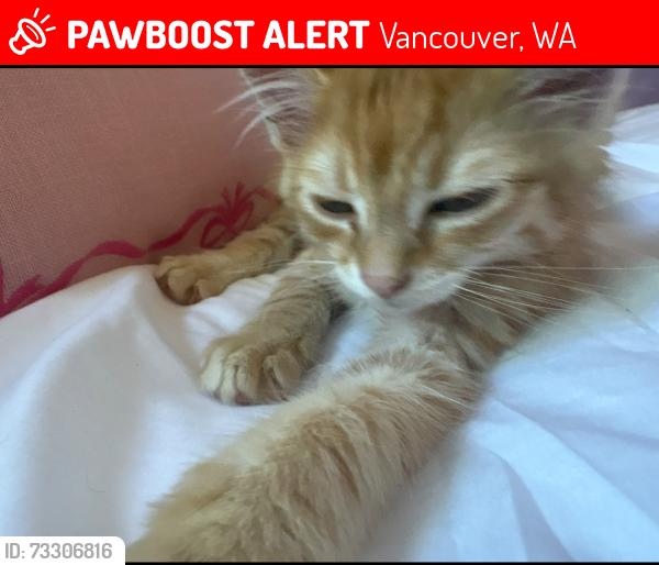 Lost Female Cat last seen East Sherwood, Vancouver, WA 98686