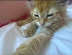 Lost Female Cat last seen East Sherwood, Vancouver, WA 98686