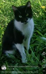 Found/Stray Male Cat last seen Stephen's and Triplett in Ellet, Ohio 44312, Akron, OH 44312