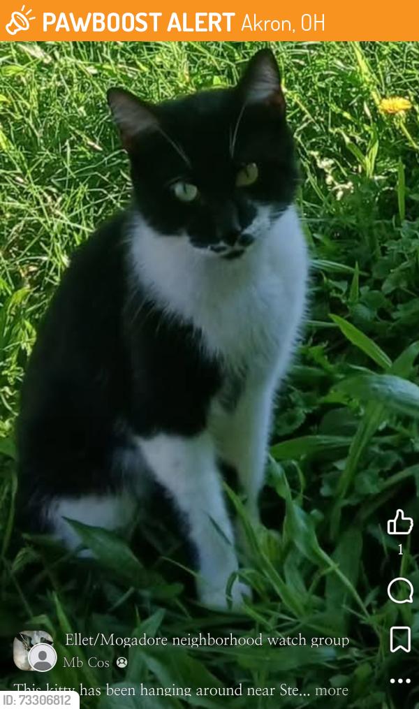 Found/Stray Male Cat last seen Stephen's and Triplett in Ellet, Ohio 44312, Akron, OH 44312