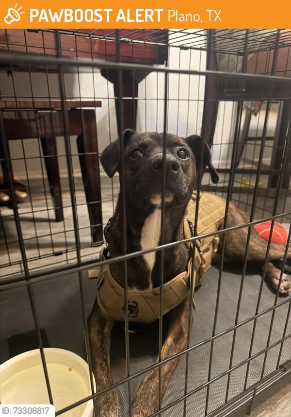 Found/Stray Female Dog last seen Parking lot, Plano, TX 75075