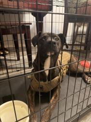 Found/Stray Female Dog last seen Parking lot, Plano, TX 75075