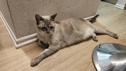 Reunited Unknown Cat last seen burbank & colfax, Los Angeles, CA 91601