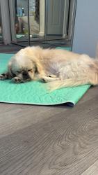 Found/Stray Male Dog last seen Brunson and 2nd Avenue, Muscoy, CA 92407