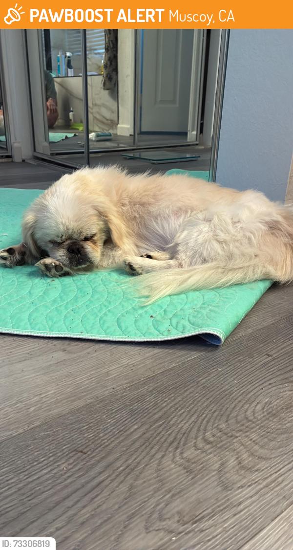 Found/Stray Male Dog last seen Brunson and 2nd Avenue, Muscoy, CA 92407
