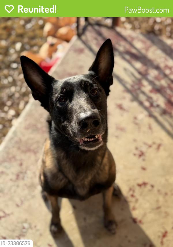 Reunited Male Dog last seen Willow oaks elementary, Memphis, TN 38117