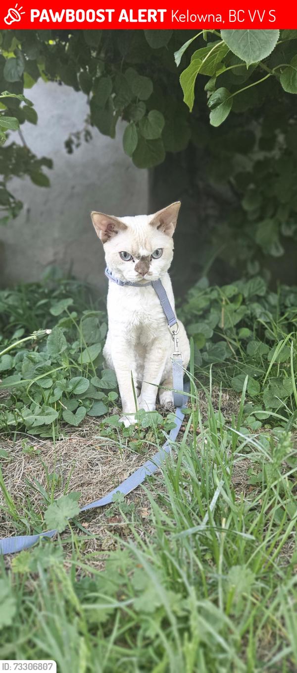 Lost Male Cat last seen H20, Kelowna, BC V1V 1S4