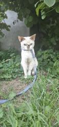 Lost Male Cat last seen H20, Kelowna, BC V1V 1S4