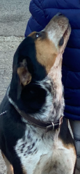 Reunited Male Dog last seen Winding and Garfield, Carmichael, CA 95608