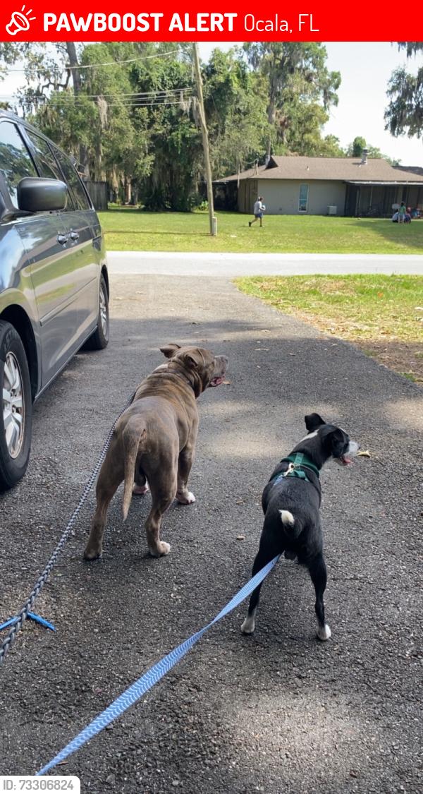 Lost Male Dog last seen Near se 39th street Ocala Florida 34480, Ocala, FL 34480