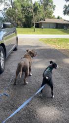 Lost Male Dog last seen Near se 39th street Ocala Florida 34480, Ocala, FL 34480