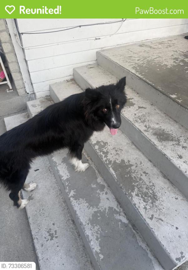 Reunited Male Dog last seen N Canyon Rd, San Bernardino, CA 92404, USA, San Bernardino, CA 92404