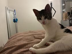 Reunited Male Cat last seen Carslbad mall, Carlsbad, CA 92008