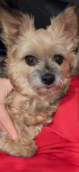 Reunited Female Dog last seen Parthenia st and moonbeam, Los Angeles, CA 91402