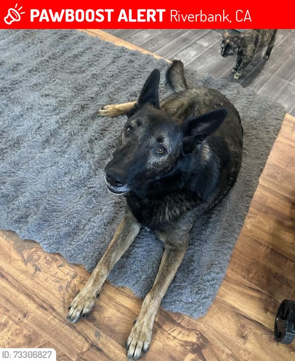 Lost Male Dog last seen Crossroads Plaza, Riverbank, CA 95367