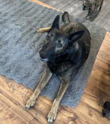 Lost Male Dog last seen Crossroads Plaza, Riverbank, CA 95367