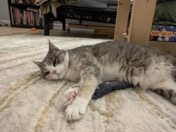Reunited Female Cat last seen N. Fresno and N. 89th, Milwaukee, WI 53224