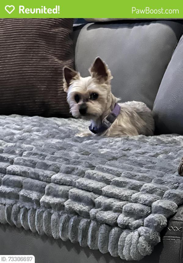 Reunited Female Dog last seen Near E Garigans Gulch, Vail, AZ 85641