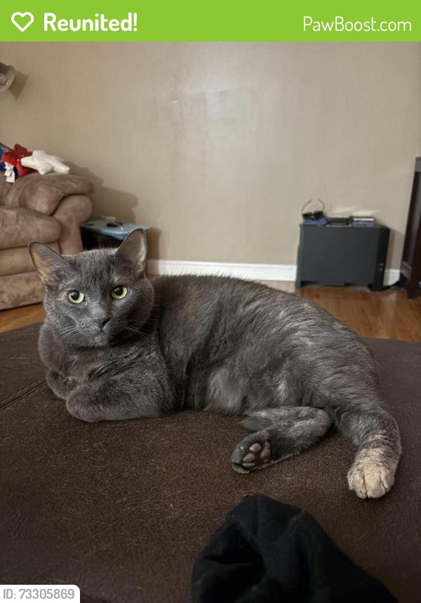 Reunited Female Cat last seen Fee Fee Rd and Edward Ave, Hazelwood, MO 63043
