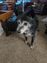 Reunited Male Dog last seen Summit and abriendo, Pueblo, CO 81004