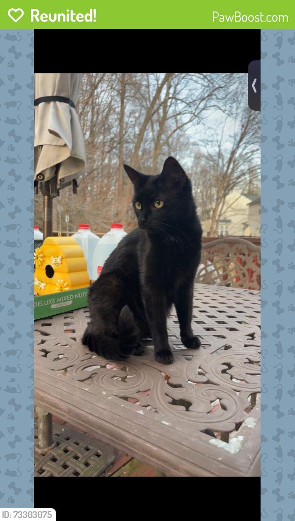 Reunited Female Cat last seen Fincastle Drive, Manassas, VA 20112