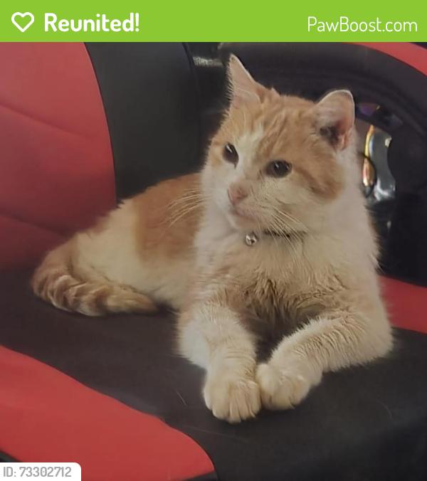 Reunited Female Cat last seen Old dover, Clarksville, TN 37042