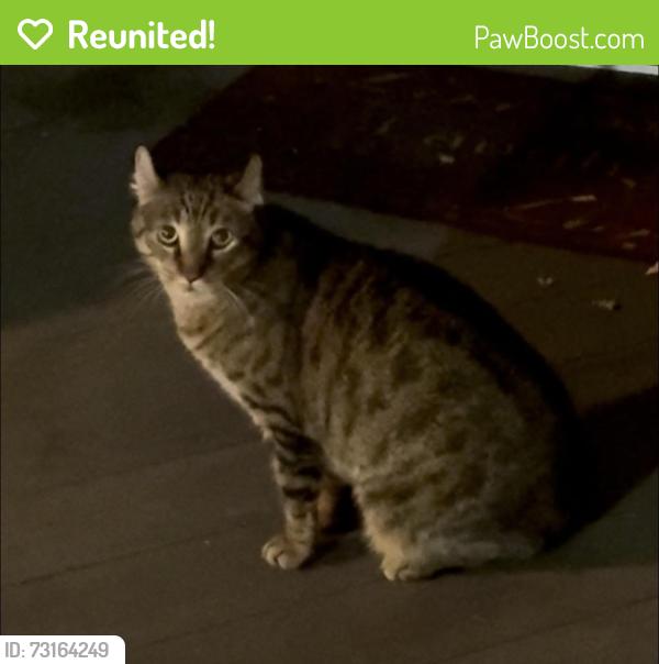 Reunited Male Cat last seen the reserve at the Paxton creek, Harrisburg, PA 17110
