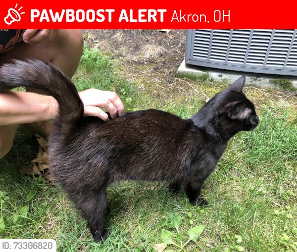 Lost Male Cat last seen East Caston, Akron, OH 44319
